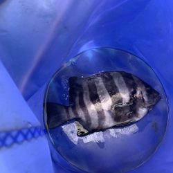 オリジナルメーカー海づり公園(市原市海づり施設) 釣果