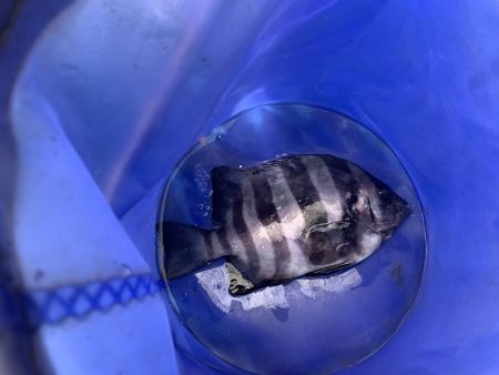 オリジナルメーカー海づり公園(市原市海づり施設) 釣果