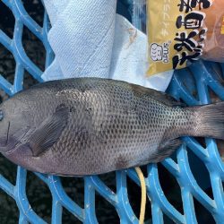 オリジナルメーカー海づり公園(市原市海づり施設) 釣果