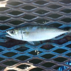 オリジナルメーカー海づり公園(市原市海づり施設) 釣果