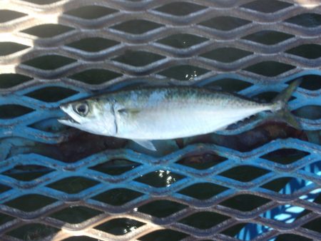 オリジナルメーカー海づり公園(市原市海づり施設) 釣果