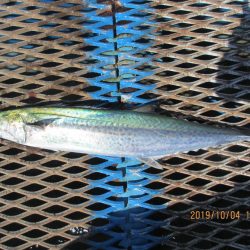 オリジナルメーカー海づり公園(市原市海づり施設) 釣果