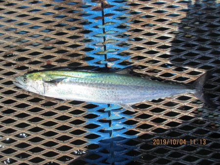 オリジナルメーカー海づり公園(市原市海づり施設) 釣果