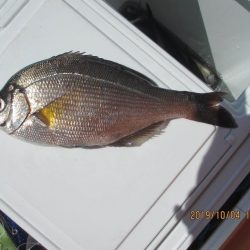 オリジナルメーカー海づり公園(市原市海づり施設) 釣果