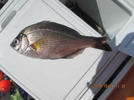 オリジナルメーカー海づり公園(市原市海づり施設) 釣果