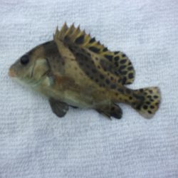 オリジナルメーカー海づり公園(市原市海づり施設) 釣果