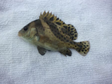 オリジナルメーカー海づり公園(市原市海づり施設) 釣果