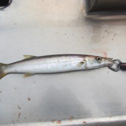 オリジナルメーカー海づり公園(市原市海づり施設) 釣果