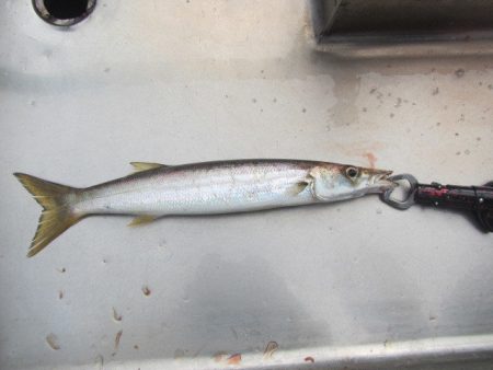 オリジナルメーカー海づり公園(市原市海づり施設) 釣果