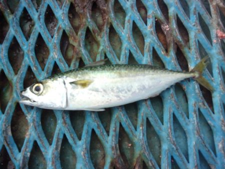 オリジナルメーカー海づり公園(市原市海づり施設) 釣果