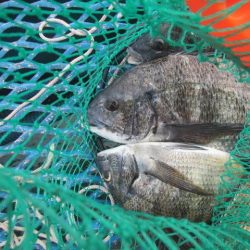 オリジナルメーカー海づり公園(市原市海づり施設) 釣果