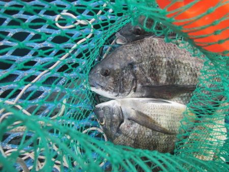 オリジナルメーカー海づり公園(市原市海づり施設) 釣果