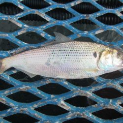 オリジナルメーカー海づり公園(市原市海づり施設) 釣果