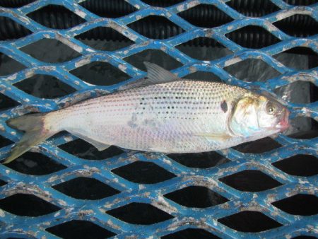 オリジナルメーカー海づり公園(市原市海づり施設) 釣果