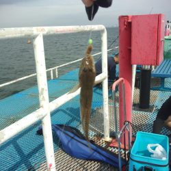 オリジナルメーカー海づり公園(市原市海づり施設) 釣果