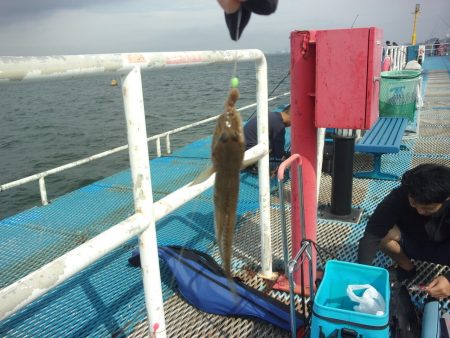 オリジナルメーカー海づり公園(市原市海づり施設) 釣果