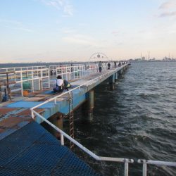 オリジナルメーカー海づり公園(市原市海づり施設) 釣果