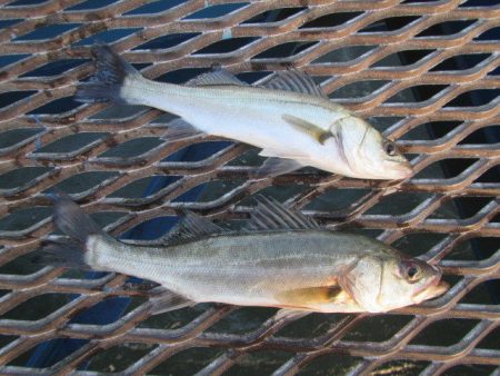 オリジナルメーカー海づり公園(市原市海づり施設) 釣果