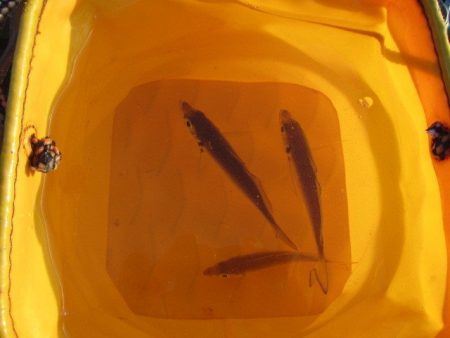 オリジナルメーカー海づり公園(市原市海づり施設) 釣果