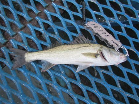 オリジナルメーカー海づり公園(市原市海づり施設) 釣果