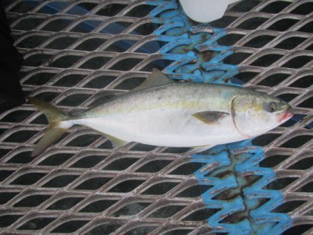 オリジナルメーカー海づり公園(市原市海づり施設) 釣果