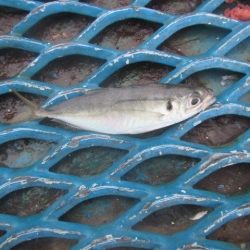 オリジナルメーカー海づり公園(市原市海づり施設) 釣果