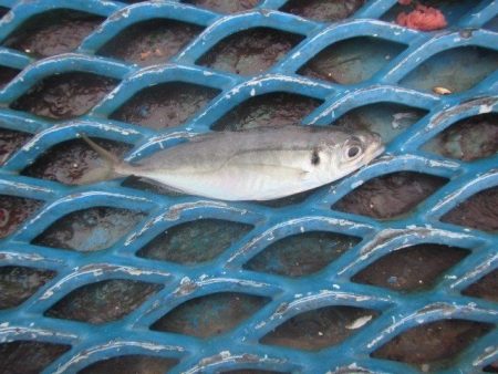 オリジナルメーカー海づり公園(市原市海づり施設) 釣果