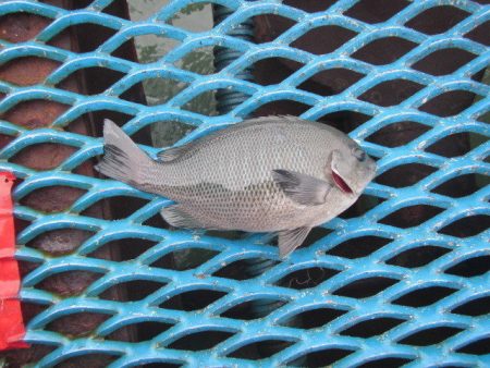 オリジナルメーカー海づり公園(市原市海づり施設) 釣果