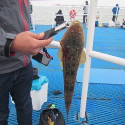 オリジナルメーカー海づり公園(市原市海づり施設) 釣果