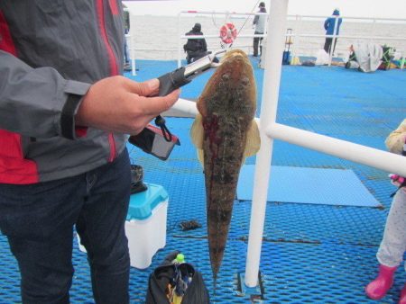 オリジナルメーカー海づり公園(市原市海づり施設) 釣果