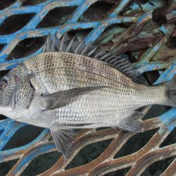 オリジナルメーカー海づり公園(市原市海づり施設) 釣果