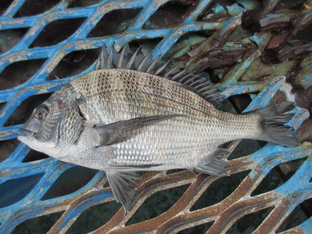 オリジナルメーカー海づり公園(市原市海づり施設) 釣果