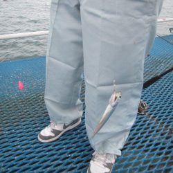 オリジナルメーカー海づり公園(市原市海づり施設) 釣果