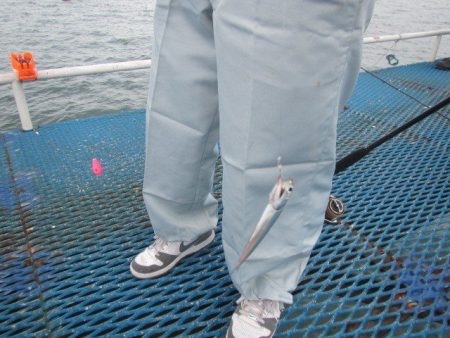 オリジナルメーカー海づり公園(市原市海づり施設) 釣果