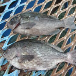 オリジナルメーカー海づり公園(市原市海づり施設) 釣果