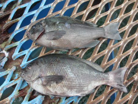 オリジナルメーカー海づり公園(市原市海づり施設) 釣果