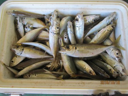 下関フィッシングパーク 釣果