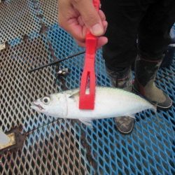 オリジナルメーカー海づり公園(市原市海づり施設) 釣果