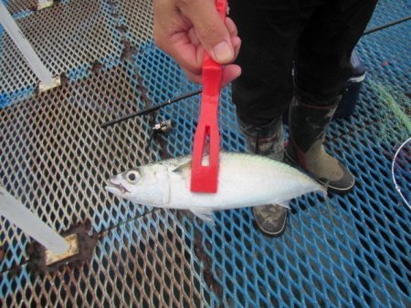 オリジナルメーカー海づり公園(市原市海づり施設) 釣果