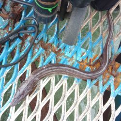 オリジナルメーカー海づり公園(市原市海づり施設) 釣果