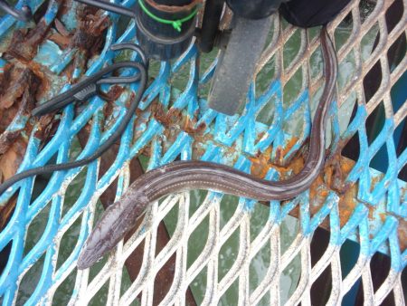 オリジナルメーカー海づり公園(市原市海づり施設) 釣果