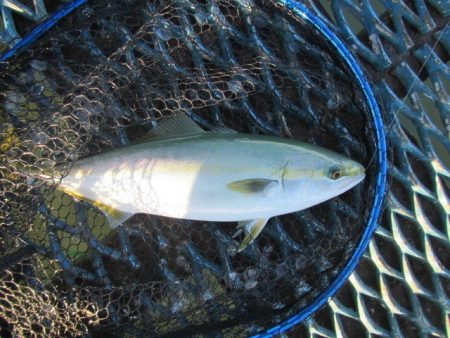 オリジナルメーカー海づり公園(市原市海づり施設) 釣果