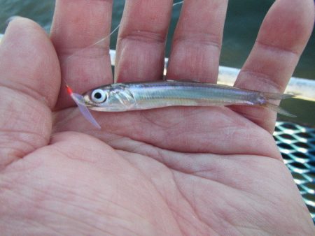 オリジナルメーカー海づり公園(市原市海づり施設) 釣果