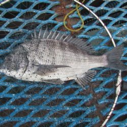 オリジナルメーカー海づり公園(市原市海づり施設) 釣果