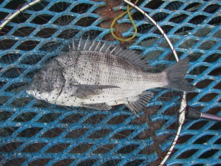 オリジナルメーカー海づり公園(市原市海づり施設) 釣果