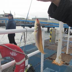 オリジナルメーカー海づり公園(市原市海づり施設) 釣果
