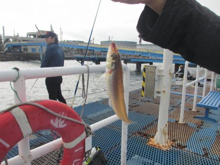 オリジナルメーカー海づり公園(市原市海づり施設) 釣果