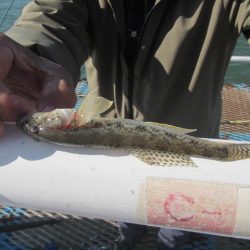 オリジナルメーカー海づり公園(市原市海づり施設) 釣果