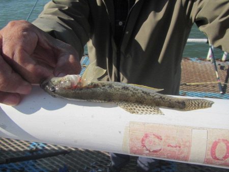 オリジナルメーカー海づり公園(市原市海づり施設) 釣果