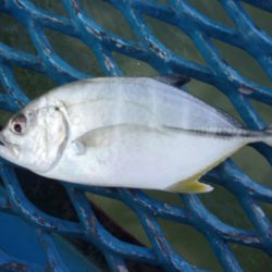 オリジナルメーカー海づり公園(市原市海づり施設) 釣果